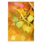 Golden Aspen Hanging Canvas Print