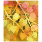 Golden Aspen Leaves Tapestry